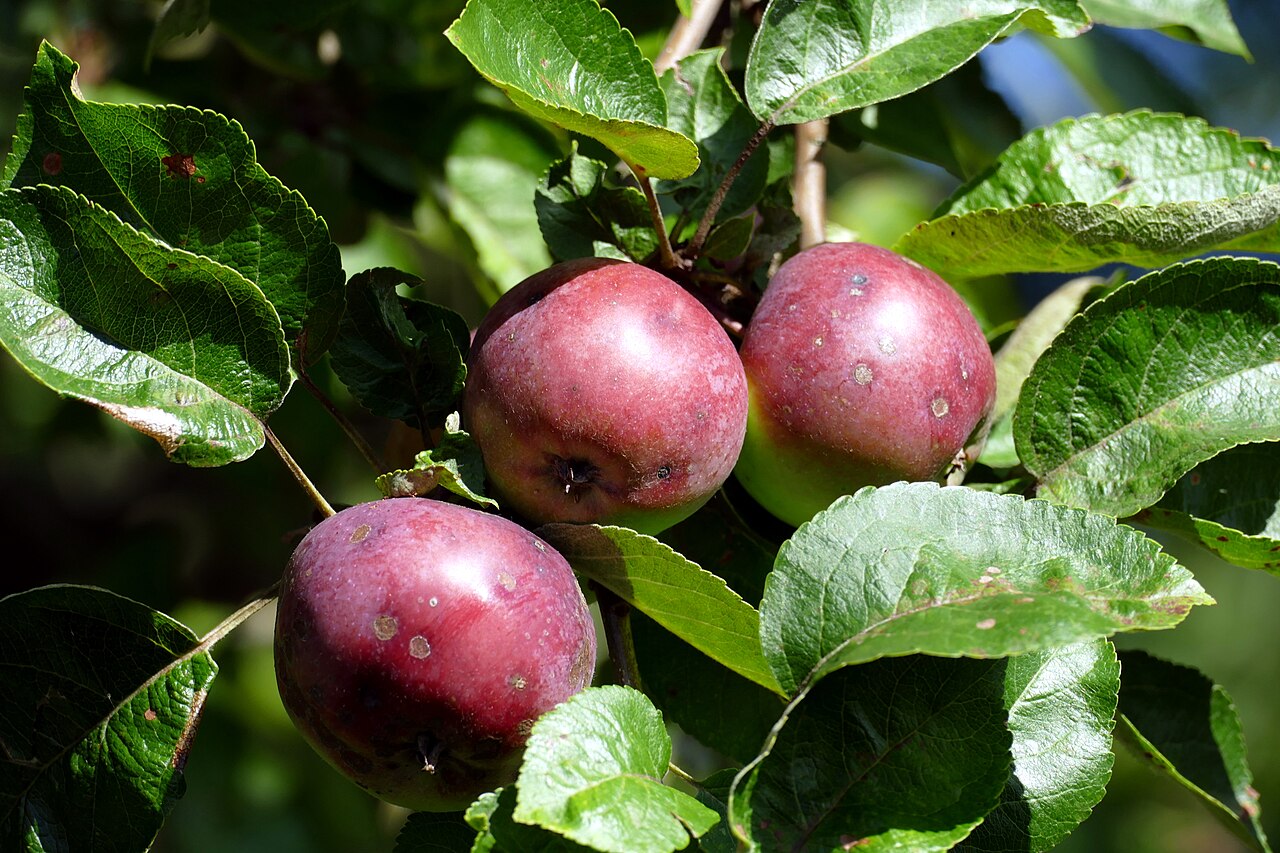Three red apples growing on a tree